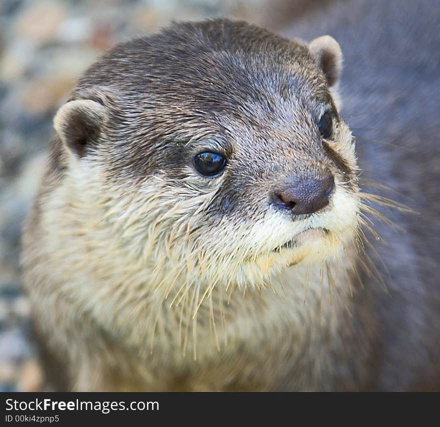 Portrait of nice dwarf otter. Portrait of nice dwarf otter