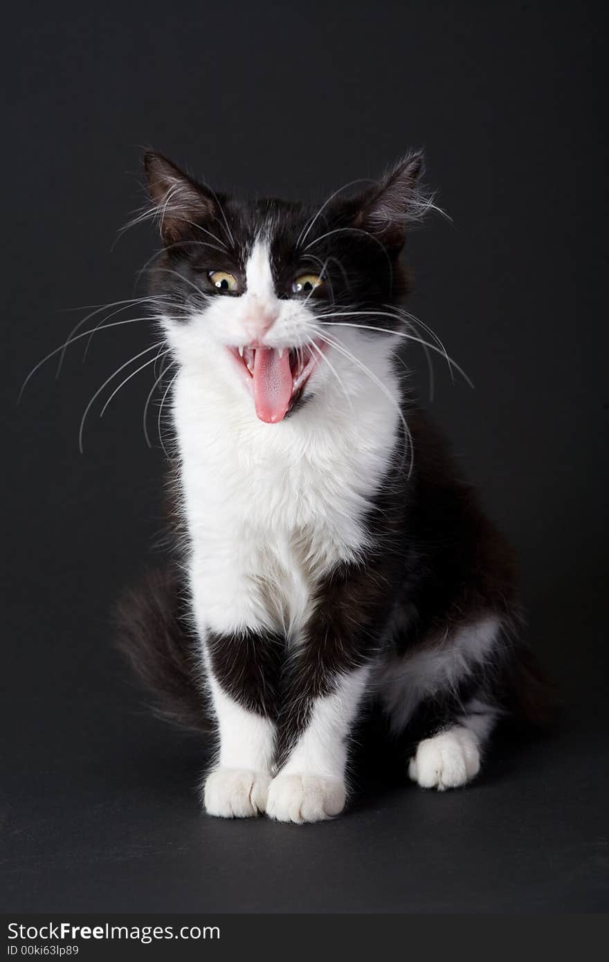 Yawning Black-white Kitten