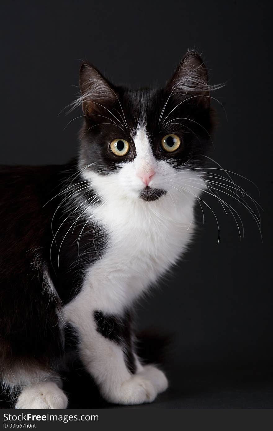 Standing black-white kitten on black background