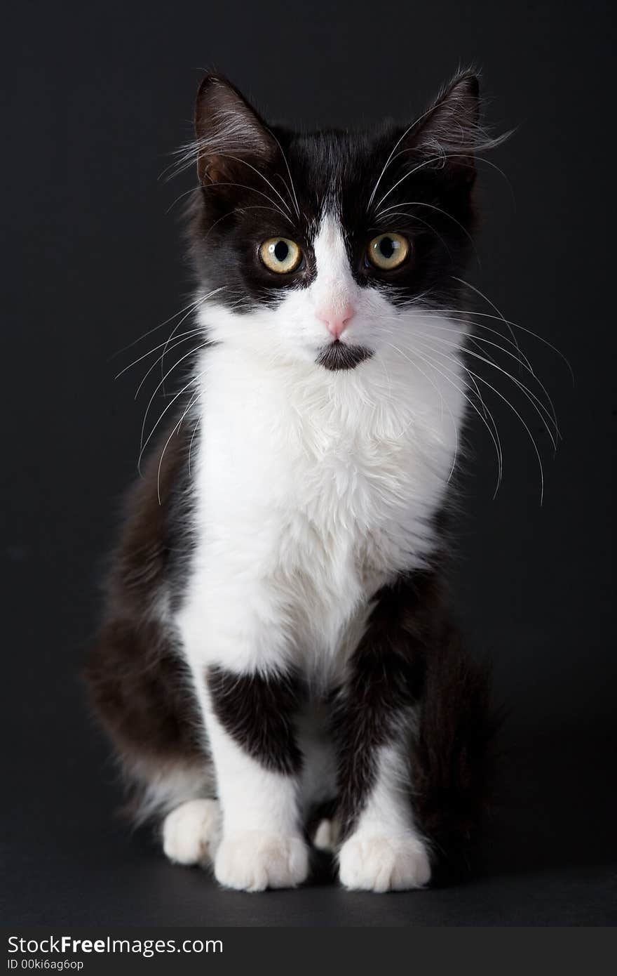 Standing black-white kitten on black background