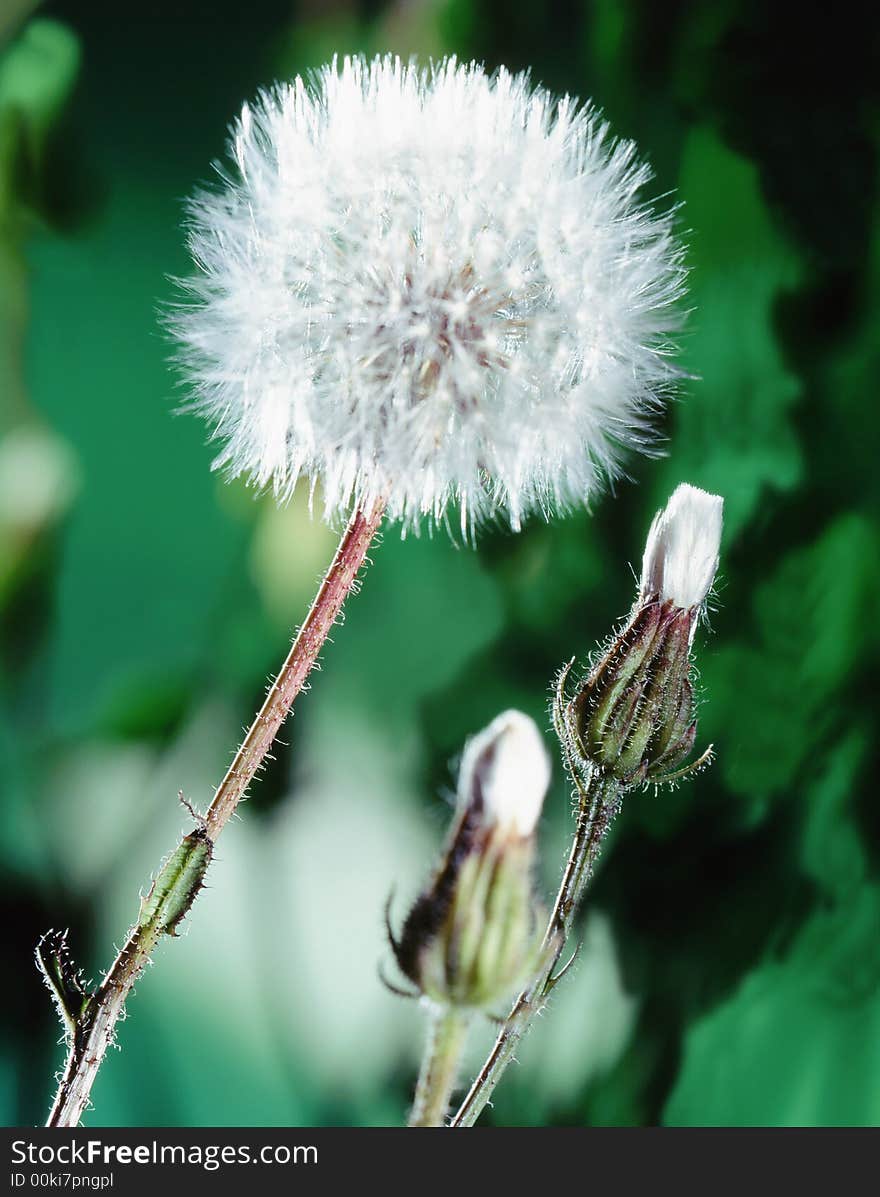 Dandelion;taraxacum officinale a green background. Dandelion;taraxacum officinale a green background