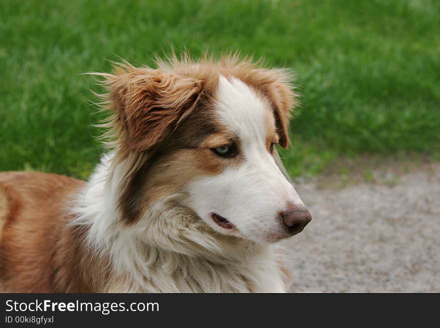 Blue Merle Sheep Dog