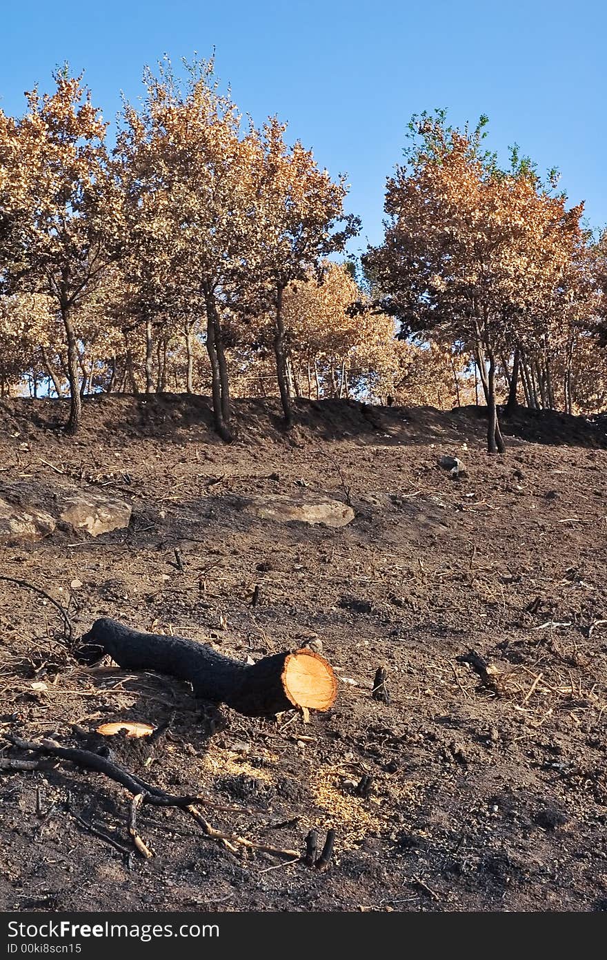 Burned Out Tree Trunk