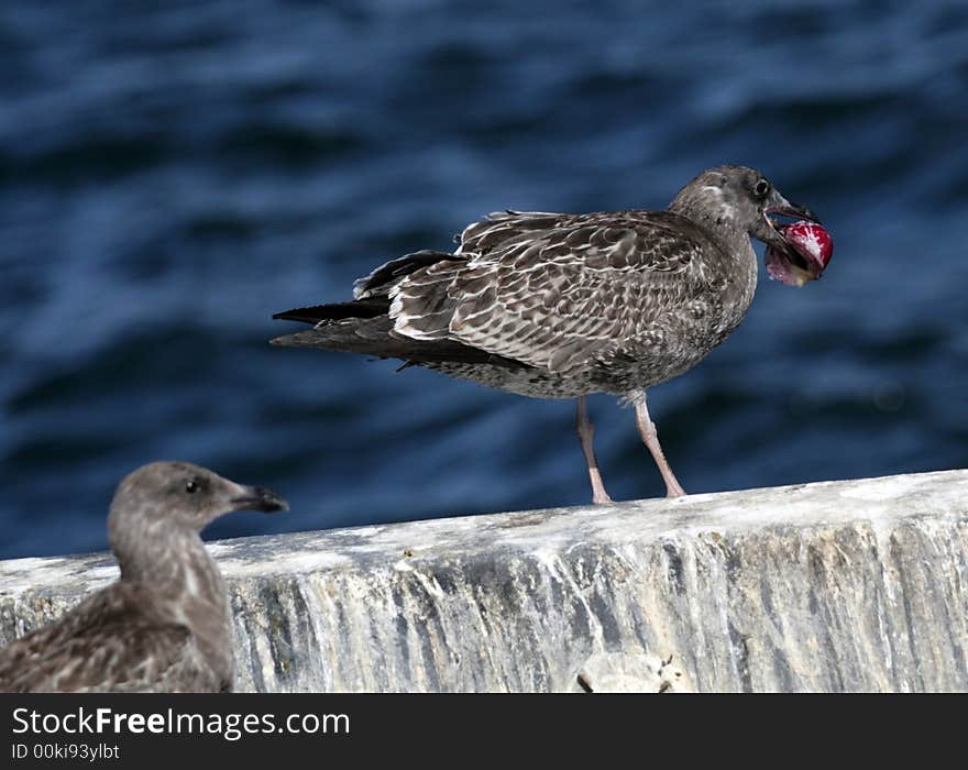 Seagulls