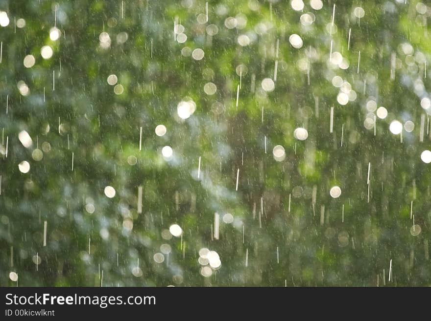 The drops of a rain illuminated by a sunlight on a background of green foliage