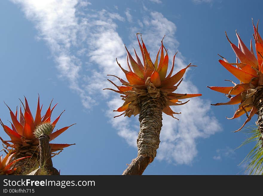 red cactus and blue sky