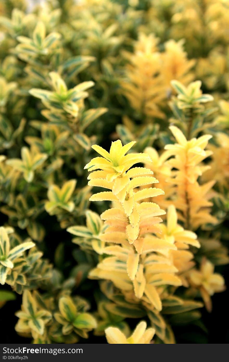 Yellow and green nice plant in the garden.