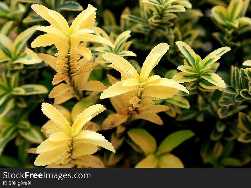 Yellow and green nice plant in the garden.