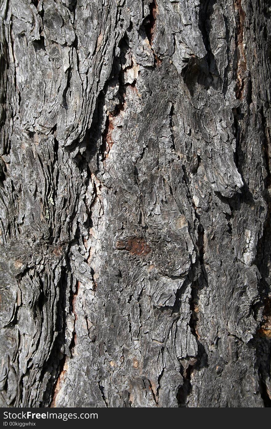 Texture of bark of old pine