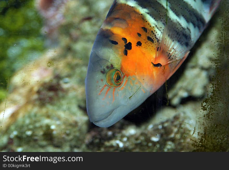 A curious fish in an aquarium. A curious fish in an aquarium