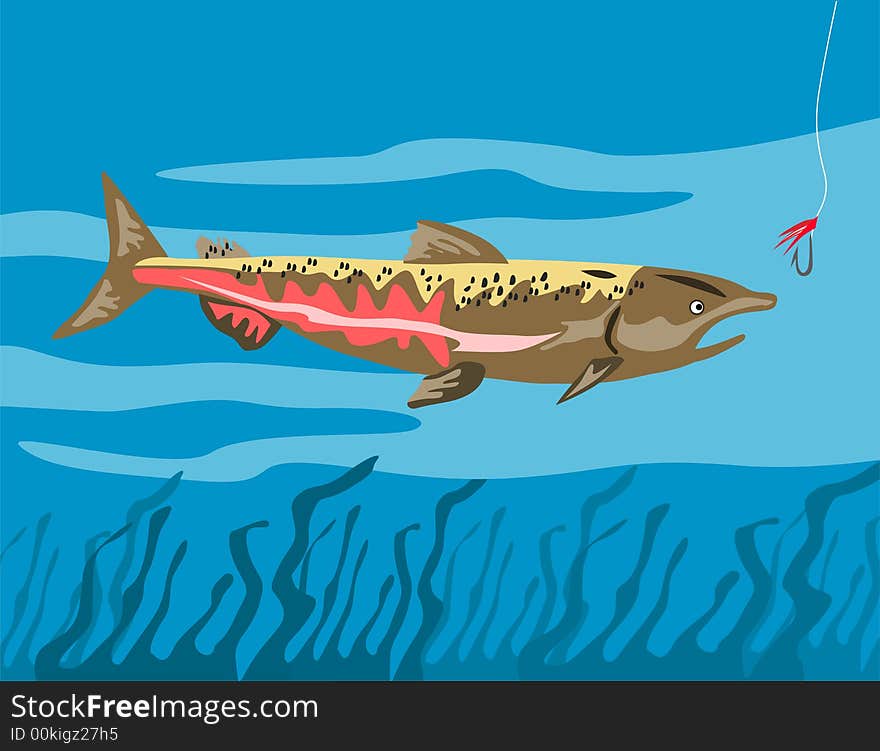 Vector art of a Chinook salmon eyeing the bait