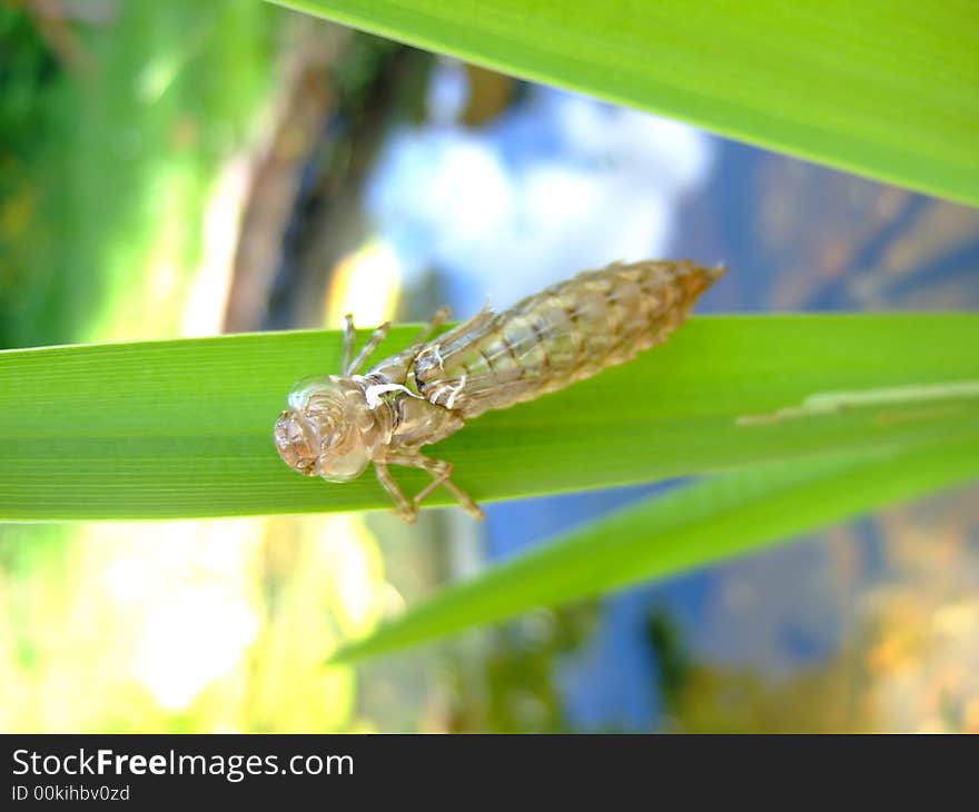 Nymph emerged