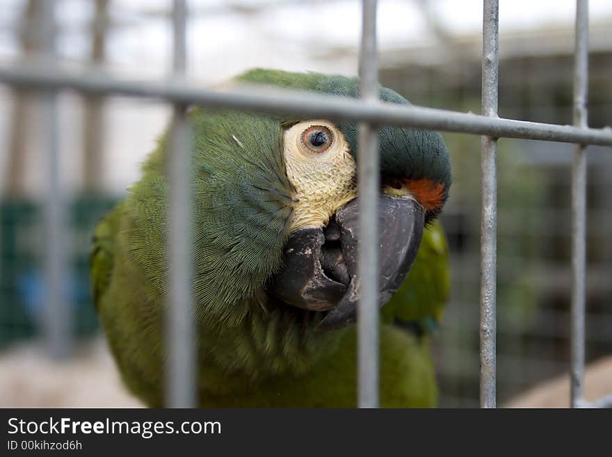 Green parrot