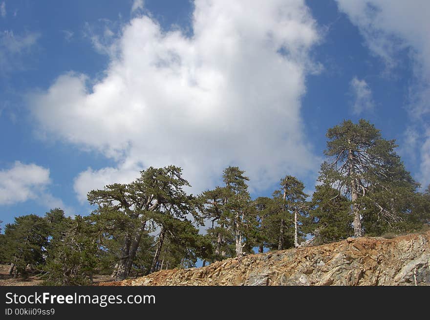 Trees on a hill and a blu sky with clouds. Trees on a hill and a blu sky with clouds