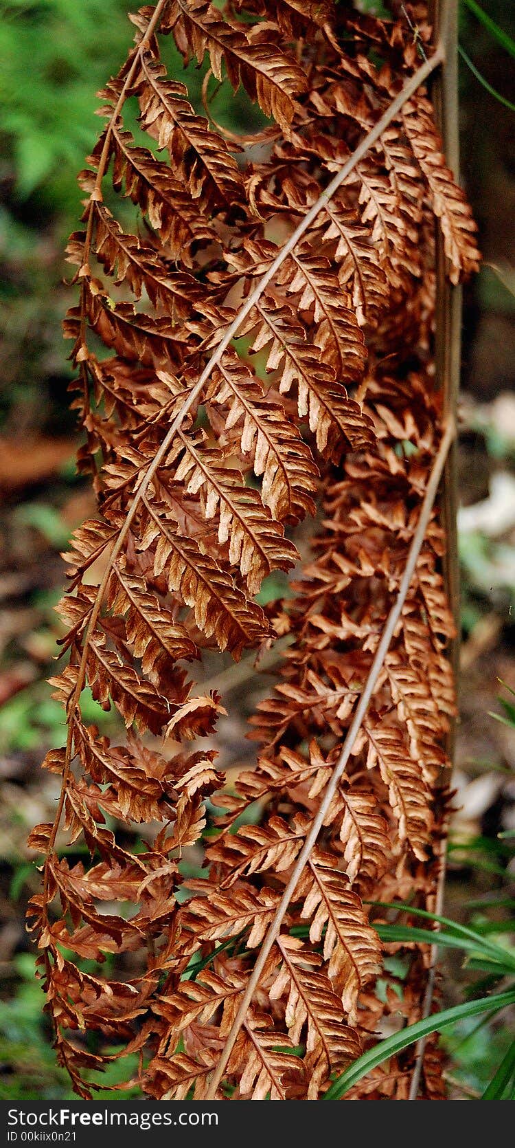 Dead leaf of a fern. National Park of Big Ferns New Caledonia. Dead leaf of a fern. National Park of Big Ferns New Caledonia