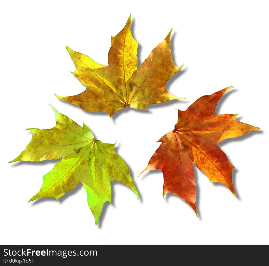 Colorgul autumn leaves on white background