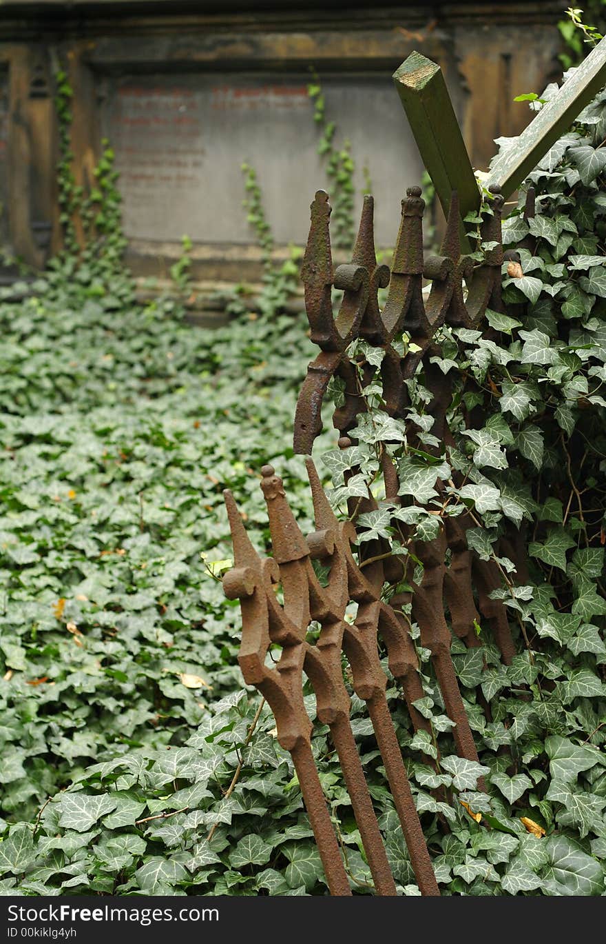 An old graveyard fence overgrown with ivy.