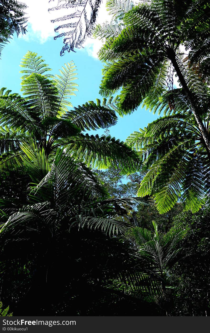 Ferns in the National Park of Big Ferns in New Caledonia. Ferns in the National Park of Big Ferns in New Caledonia