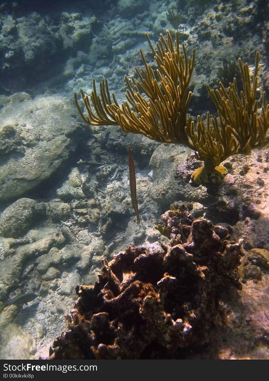 Coral Reef Formation