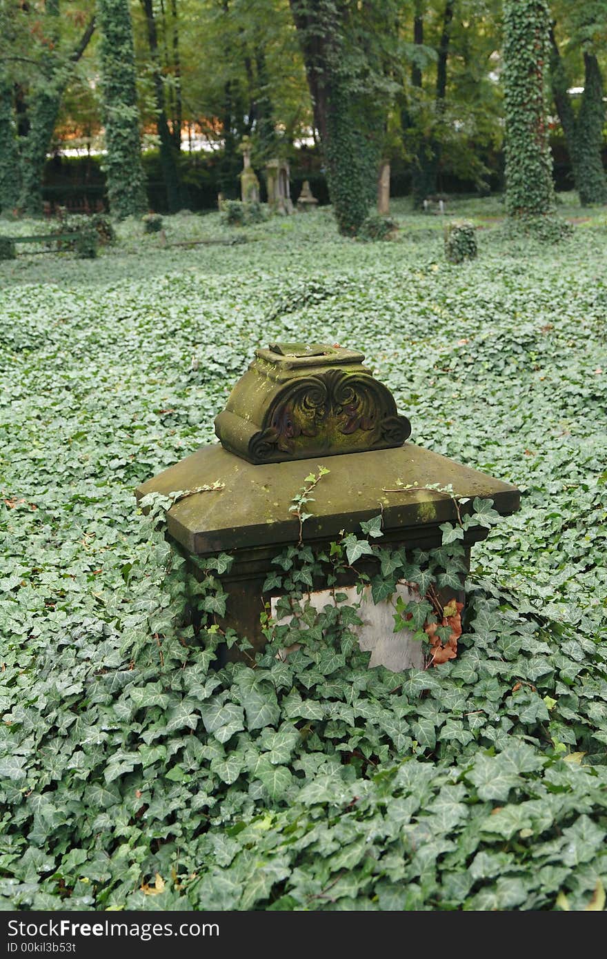 An old grave overgrown with ivy. An old grave overgrown with ivy.