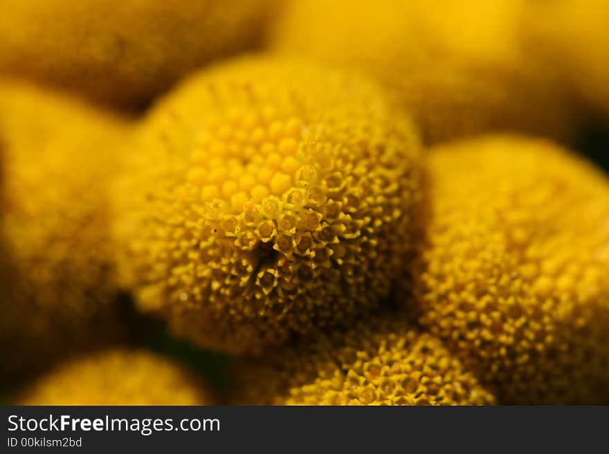 Abstract close-up of yellow flower. Abstract close-up of yellow flower