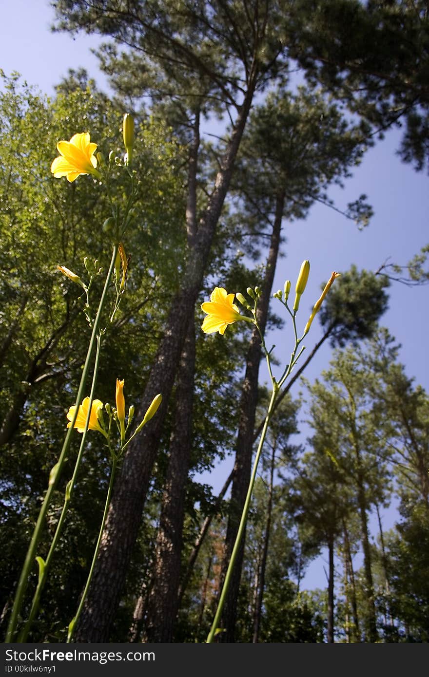 View of daffodils and pine trees from the ground up. View of daffodils and pine trees from the ground up