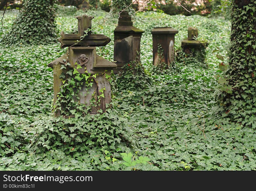 Old graves overgrown with ivy. Old graves overgrown with ivy.