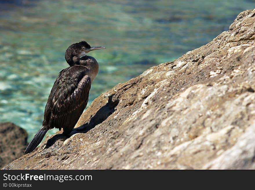 Cormorant sitting on the rock near the sea