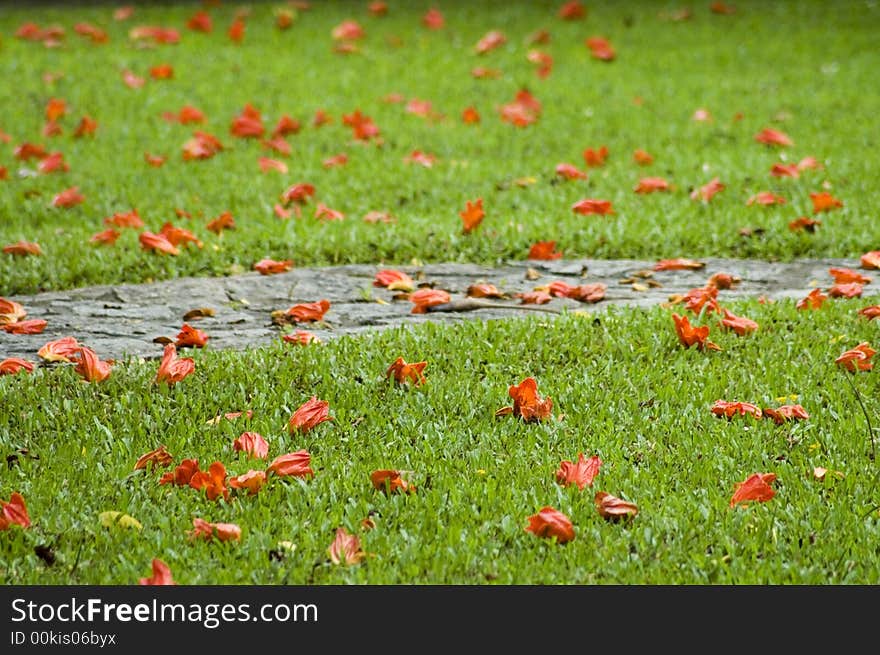 View of a stone path in green grass with fallen flowers. View of a stone path in green grass with fallen flowers