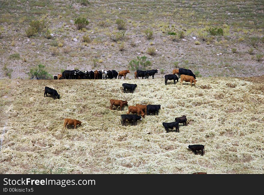 Cows grazing on feed on the side of a hill. Cows grazing on feed on the side of a hill