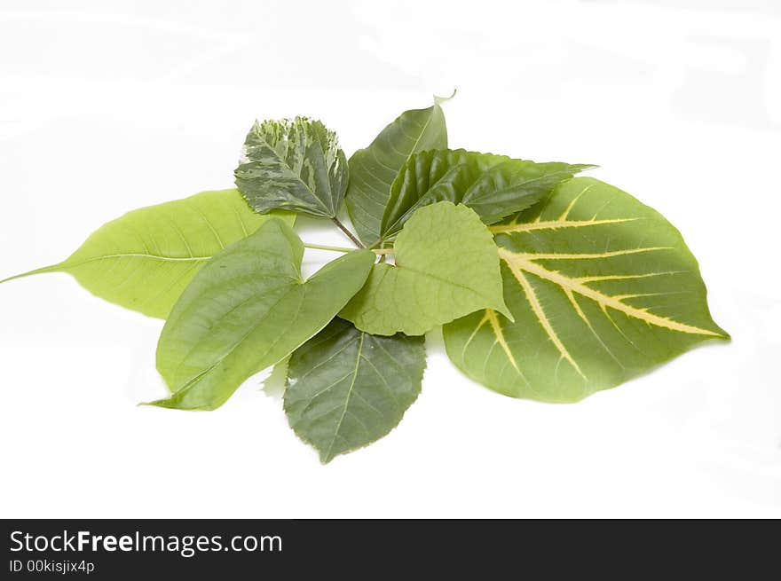 Bunch of green leaves in different shapes isolated over white. Bunch of green leaves in different shapes isolated over white