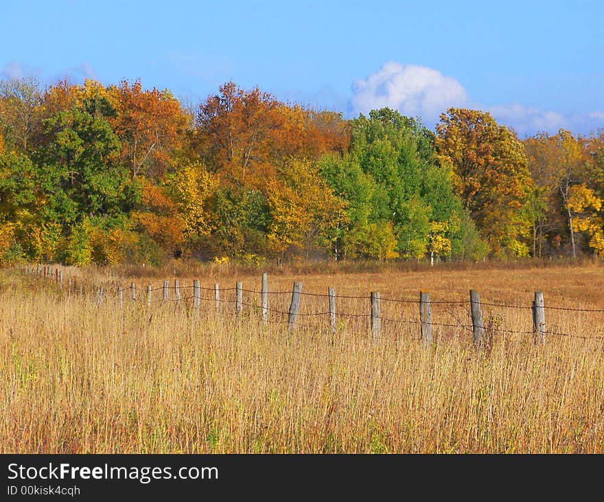 An old barbwire fence through grass in Autumn. An old barbwire fence through grass in Autumn.