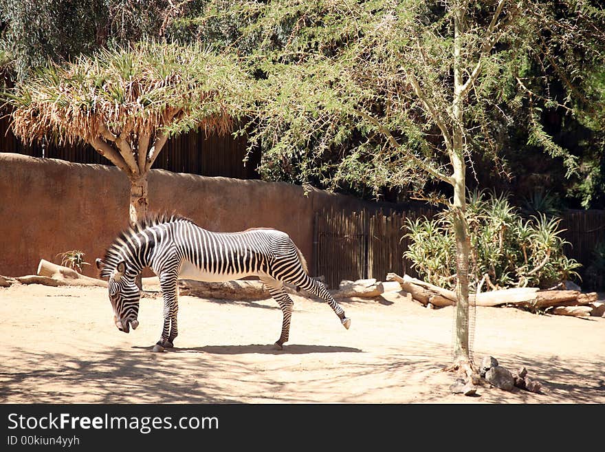 Zebra enjoying a good yawn and stretch