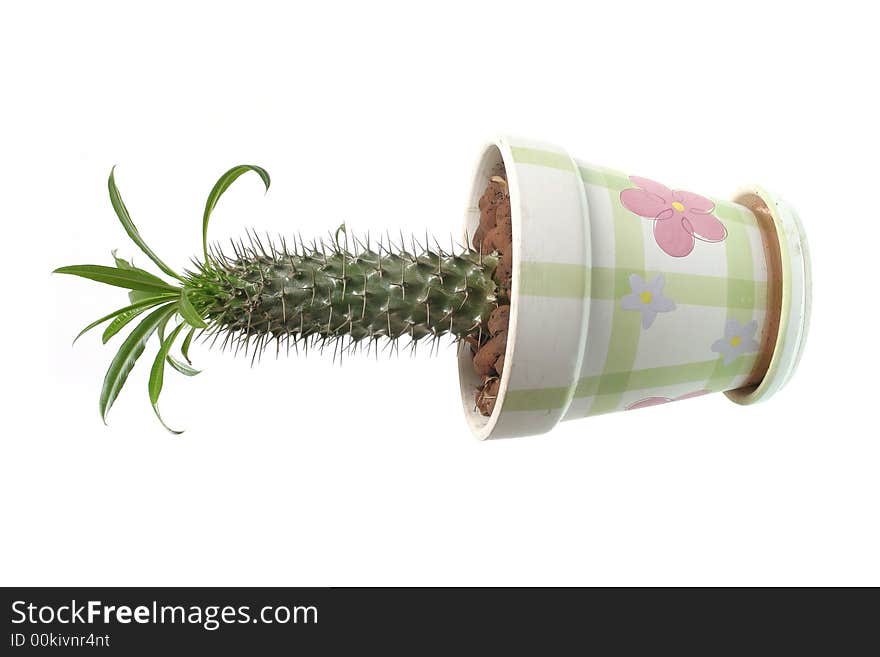 Photo of a cactus with leaves on a white background