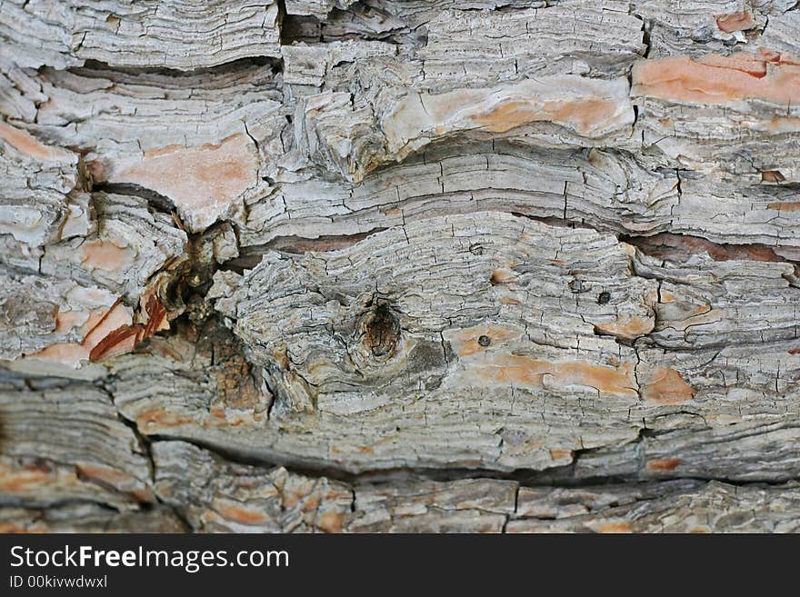 Close-up photo of  textured bark of tree. Close-up photo of  textured bark of tree