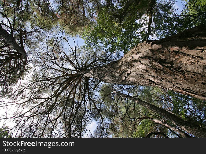 Photo big trees with blue sky on background. Photo big trees with blue sky on background