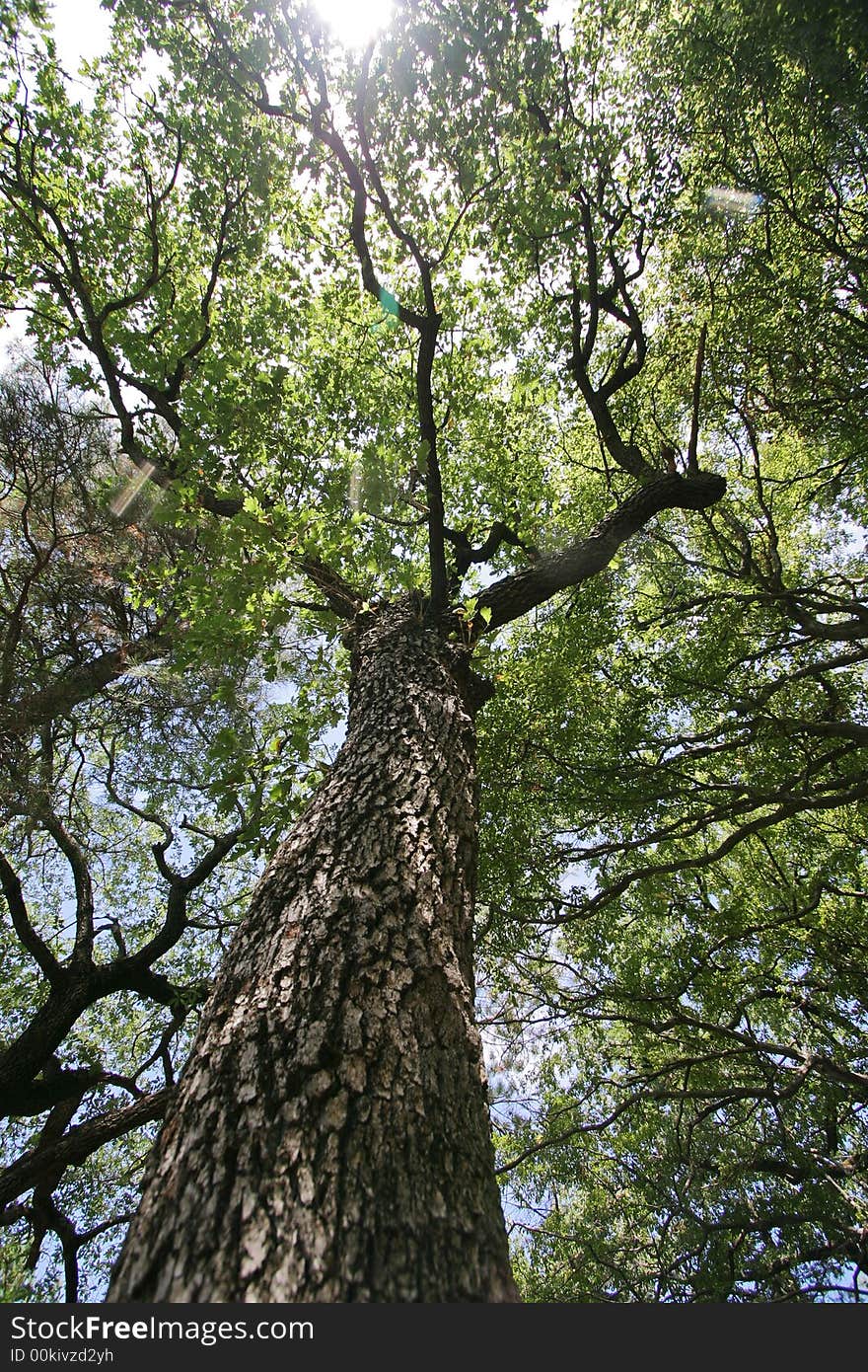 Photo big green trees with blue sky on background. Photo big green trees with blue sky on background