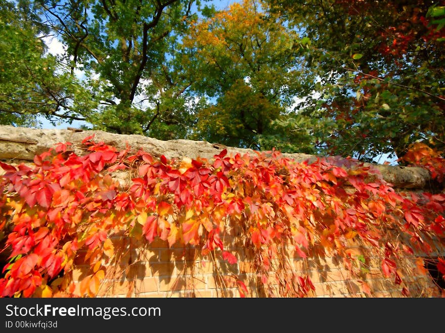 In park autumn, green trees and  red grapes. In park autumn, green trees and  red grapes