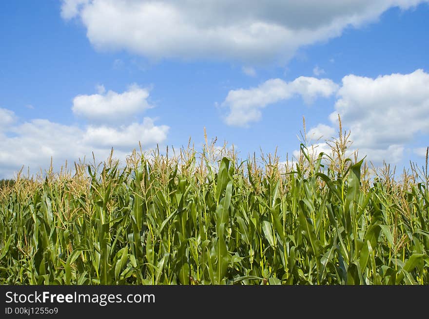 Colorful cloudscape and field