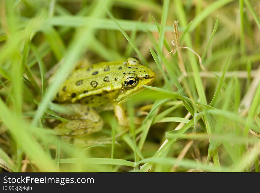 Frog macro