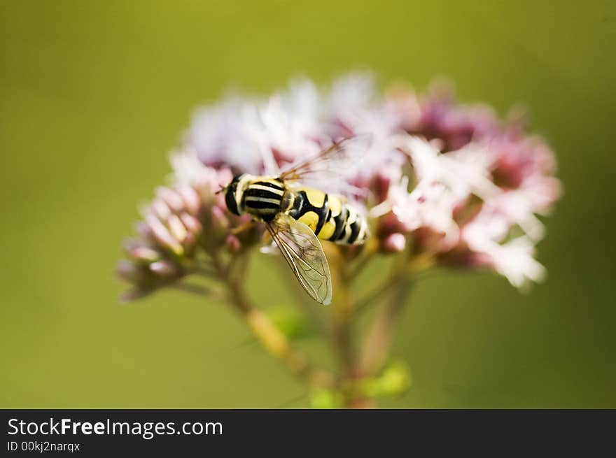 Pink flowers with bee and green background. Pink flowers with bee and green background