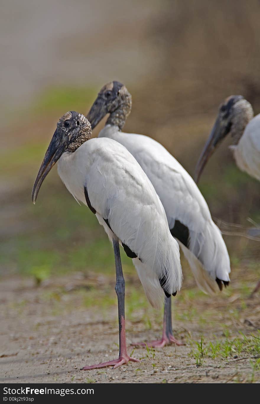 Wood Stork