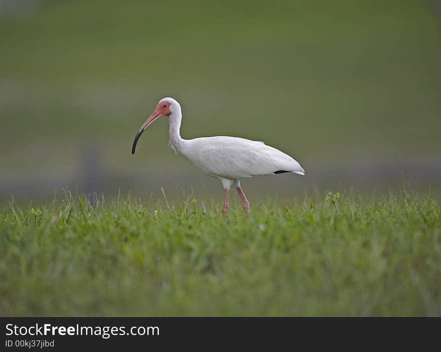 White Ibis