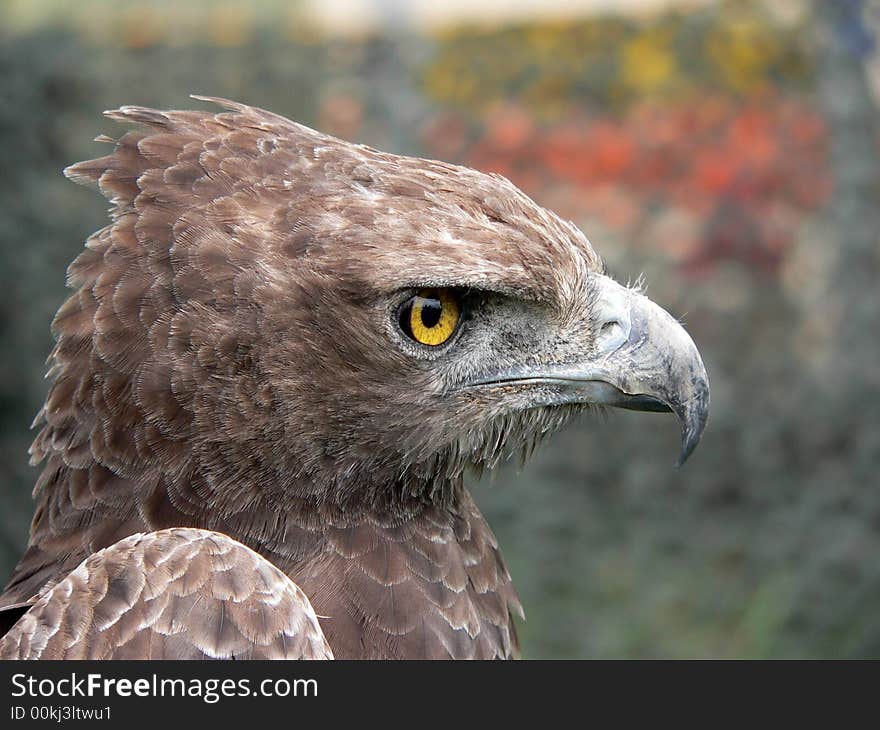 Head and shoulders of Bird of Prey. Head and shoulders of Bird of Prey