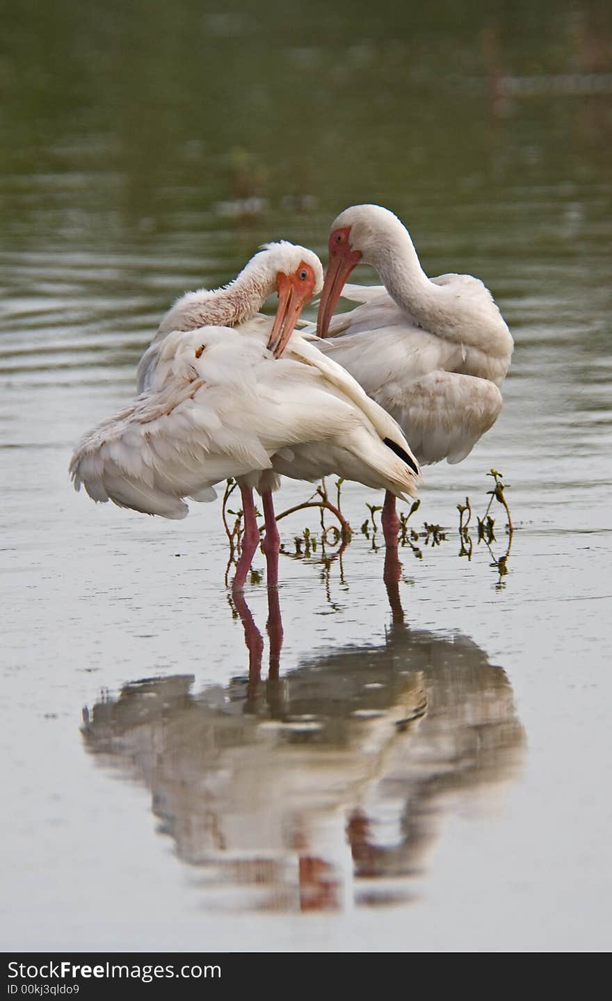 White Ibis