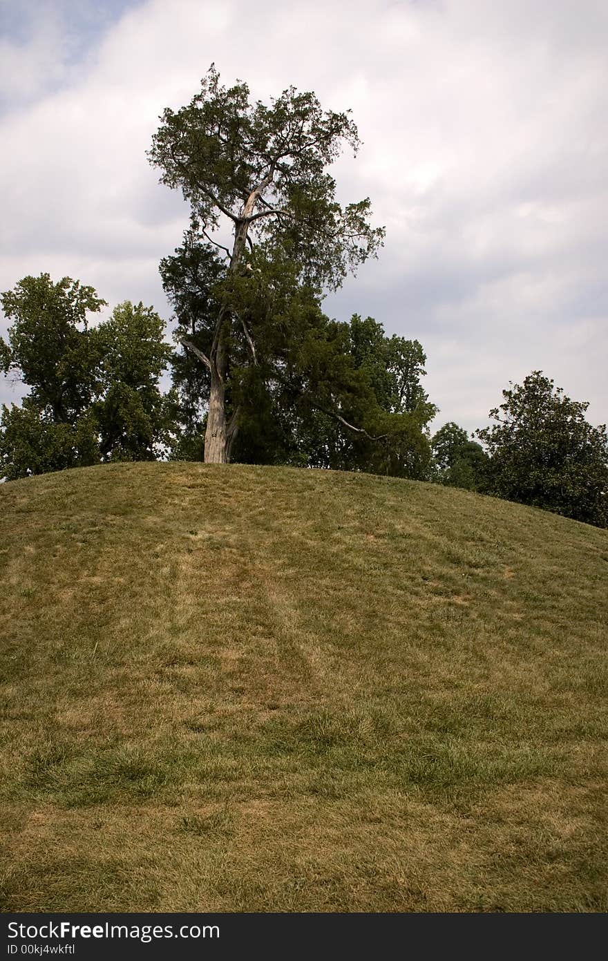 View of trees at the top of a hill against a bright, cloudy sky. View of trees at the top of a hill against a bright, cloudy sky.