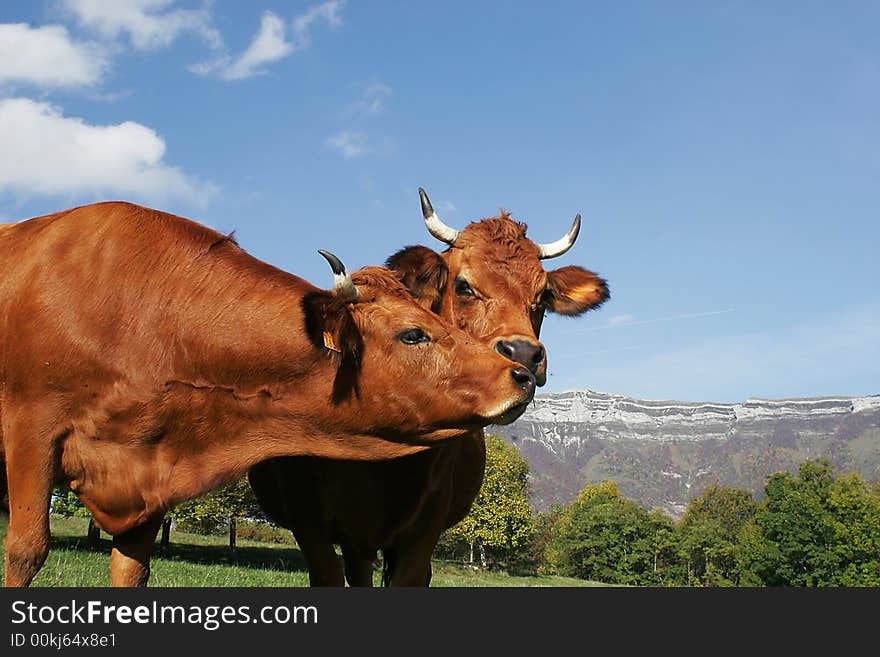 Portrait of cow