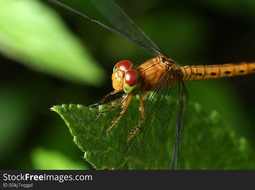 Yellow Dragonfly