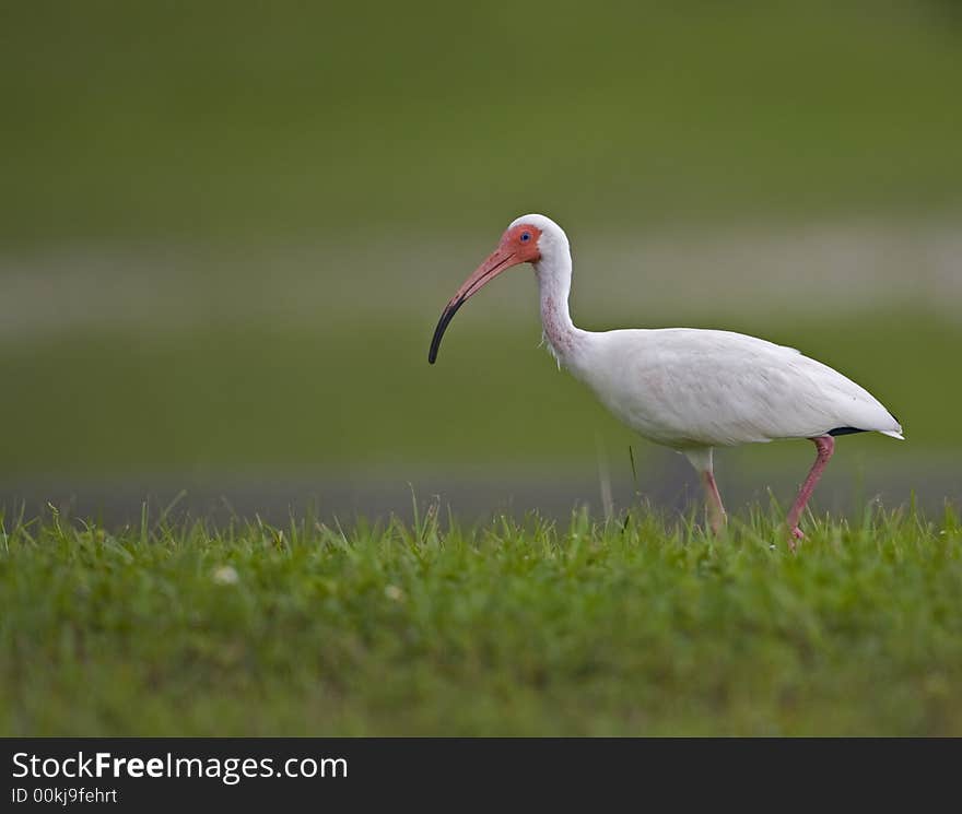 White Ibis