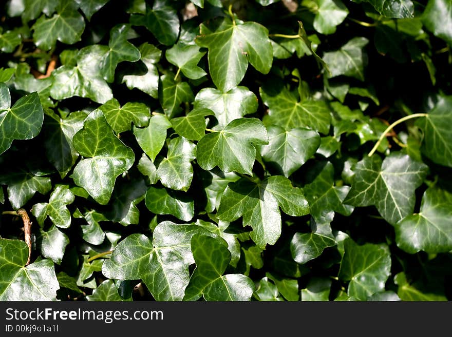 Green leafs.